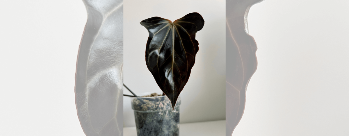 Anthurium besseae aff. 'Trinity'