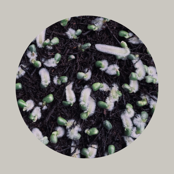germinated seeds