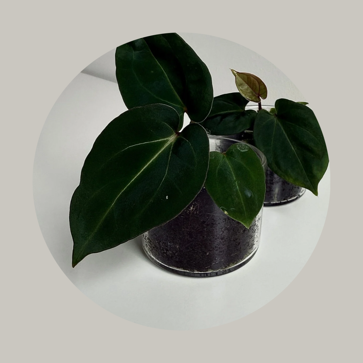 Selectively Bred Anthurium Seedlings