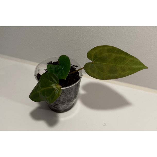 Anthurium 'Ace of Spades' (dark form)