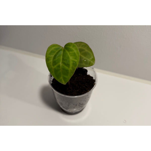 Anthurium 'Ace of Spades' (dark form)