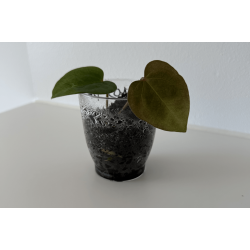 Anthurium 'Ace of Spades' (dark form)