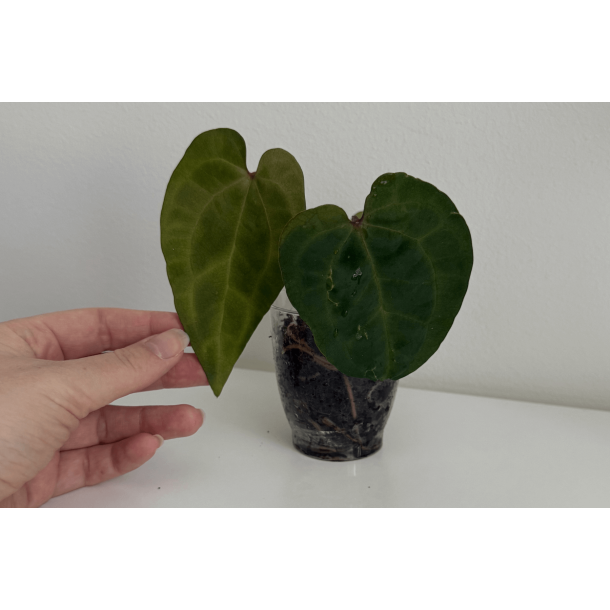 Anthurium 'Ace of Spades' (dark form)