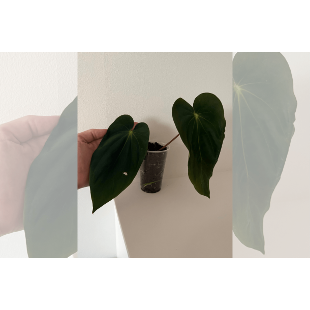 Anthurium BVEP 'Laila'