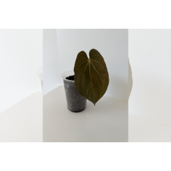 Anthurium BVEP 'Olivia'