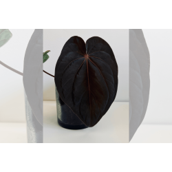 Anthurium BVEP 'Round' x dressleri 'Rio Guanche ecotype'