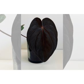 Anthurium BVEP 'Round' x dressleri 'Rio Guanche ecotype'