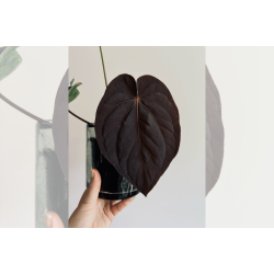 Anthurium BVEP 'Round' x dressleri 'Rio Guanche ecotype'