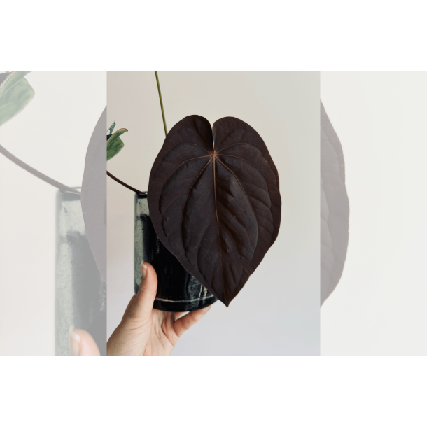Anthurium BVEP 'Round' x dressleri 'Rio Guanche ecotype'