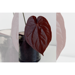 Anthurium BVEP 'Round' x dressleri 'Rio Guanche ecotype'
