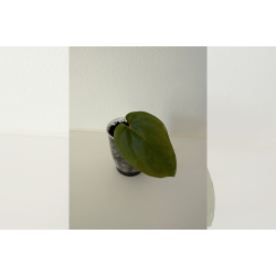 Anthurium BVEP 'Round' x dressleri 'Rio Guanche ecotype'