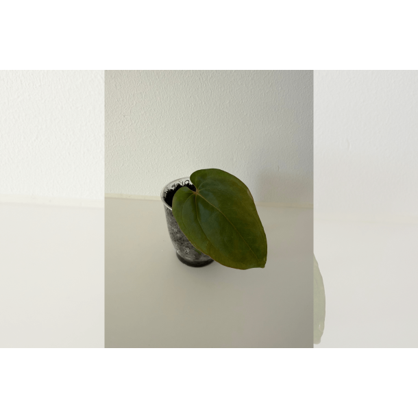 Anthurium BVEP 'Round' x dressleri 'Rio Guanche ecotype'