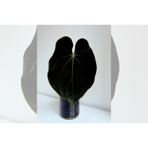 Anthurium BVEP 'Waverly'