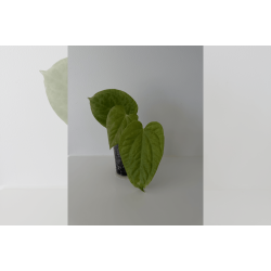 Anthurium (BVEP x luxurians) 'Bellamira'