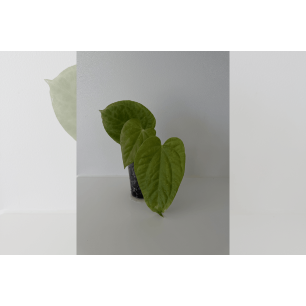 Anthurium (BVEP x luxurians) 'Bellamira'