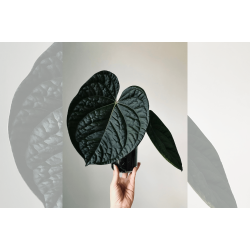 Anthurium (BVEP x luxurians) 'Bellamira'