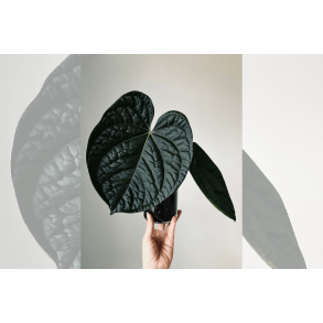 Anthurium (BVEP x luxurians) 'Bellamira'