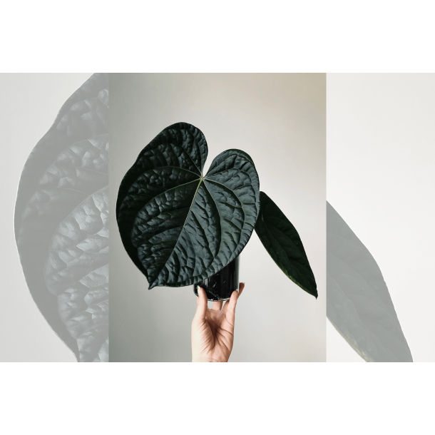 Anthurium (BVEP x luxurians) 'Bellamira'