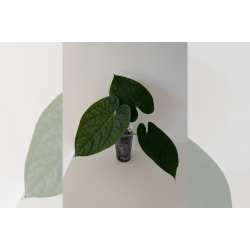 Anthurium (BVEP x luxurians) 'Bellamira'