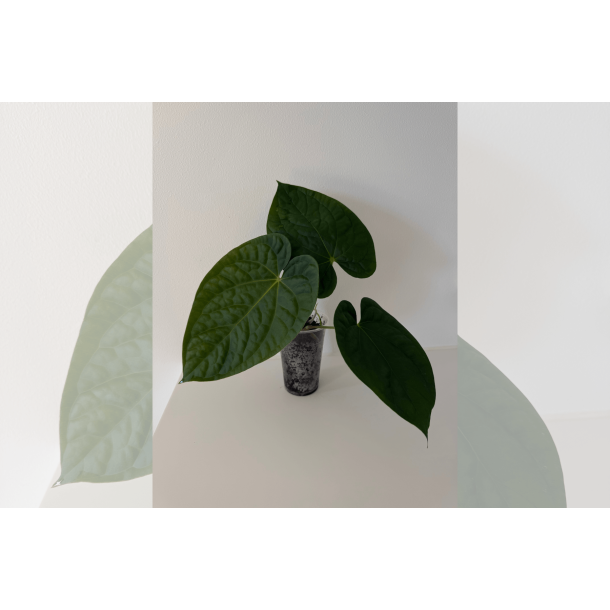 Anthurium (BVEP x luxurians) 'Bellamira'