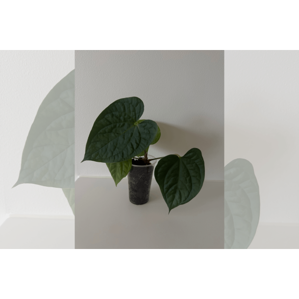 Anthurium (BVEP x luxurians) 'Bellamira'