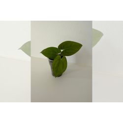 Anthurium 'Dark Phoenix' (OG clone)