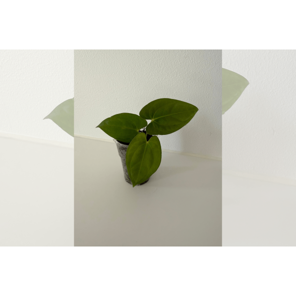 Anthurium 'Dark Phoenix' (OG clone)