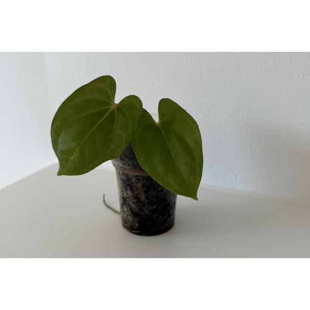 Anthurium 'Dark Phoenix' (OG clone)