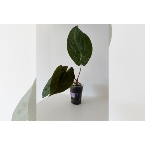 Anthurium 'Dark Phoenix' x self