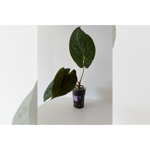 Anthurium 'Dark Phoenix' x self