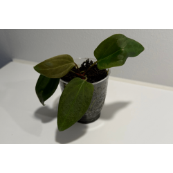 Anthurium portillae 'Dorito' S1