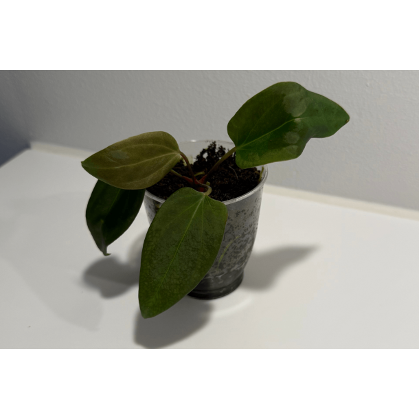 Anthurium portillae 'Dorito' S1