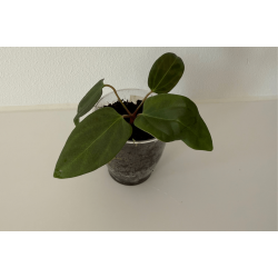 Anthurium portillae 'Dorito' S1