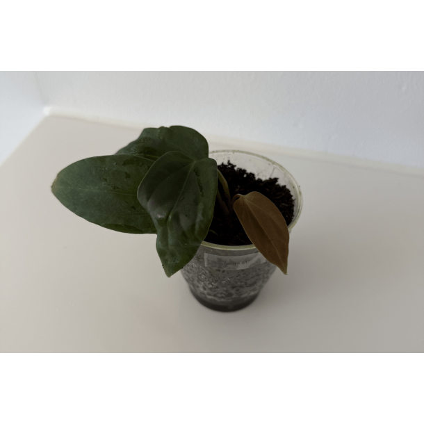 Anthurium portillae 'Dorito' S1