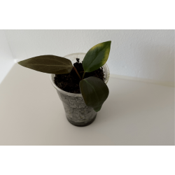 Anthurium portillae 'Dorito' S1