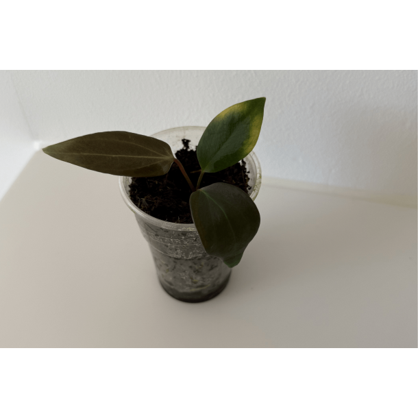 Anthurium portillae 'Dorito' S1