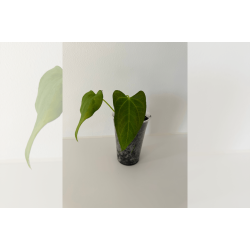 Anthurium papillilaminum 'Fort Sherman' S1