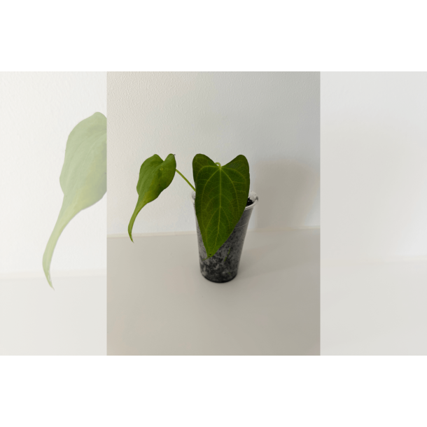 Anthurium papillilaminum 'Fort Sherman' S1