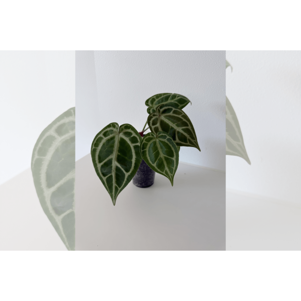 Anthurium 'HURC'