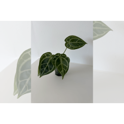 Anthurium 'HURC'