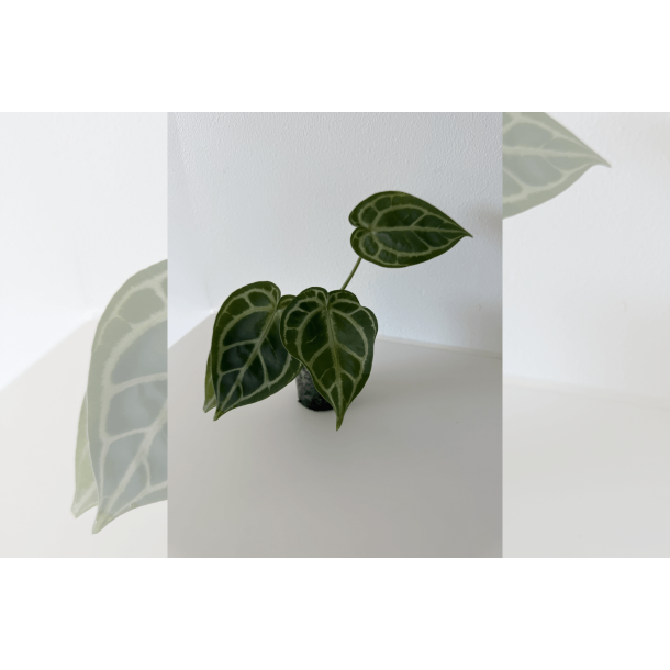 Anthurium 'HURC'