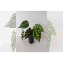 Anthurium 'HURC'