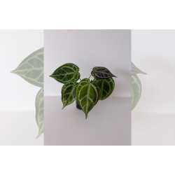 Anthurium 'HURC'
