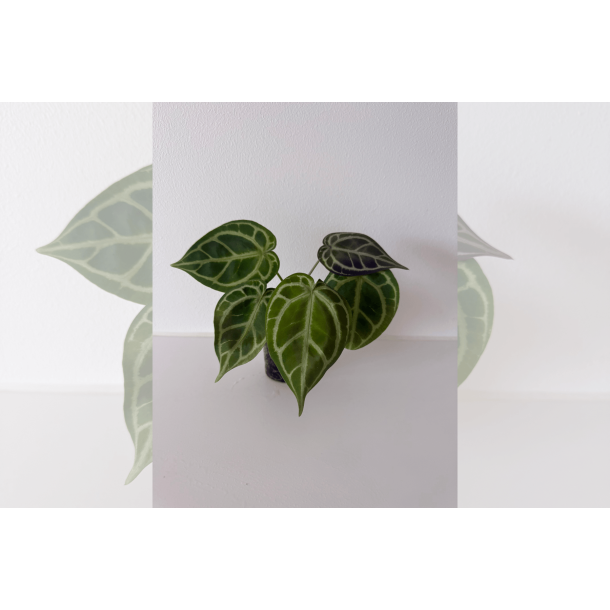 Anthurium 'HURC'