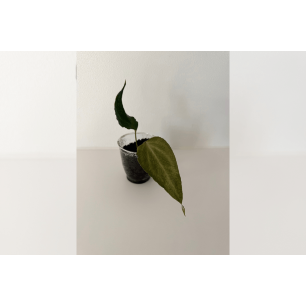Anthurium King of Spades 'Butterfly'