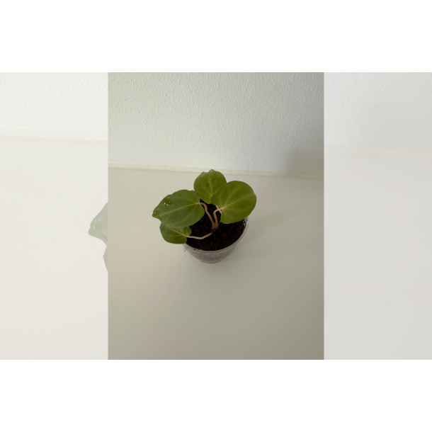 Anthurium papillilaminum 'Lily Nightshade'