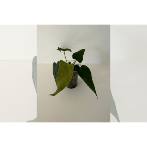 Anthurium papillilaminum 'Marie'