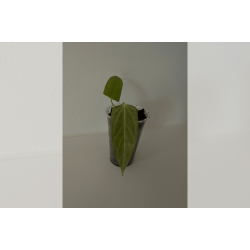 Anthurium 'Mr. Worldwide'