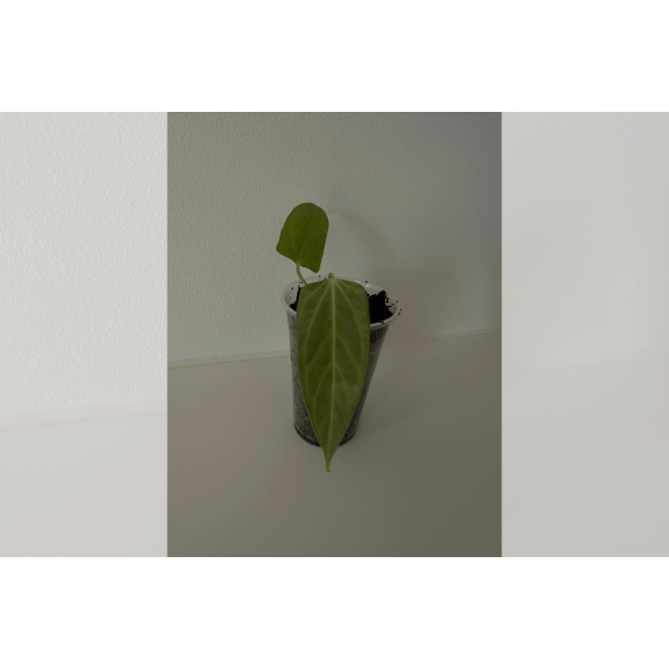 Anthurium 'Mr. Worldwide'