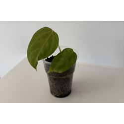 Anthurium 'Mr. Worldwide'